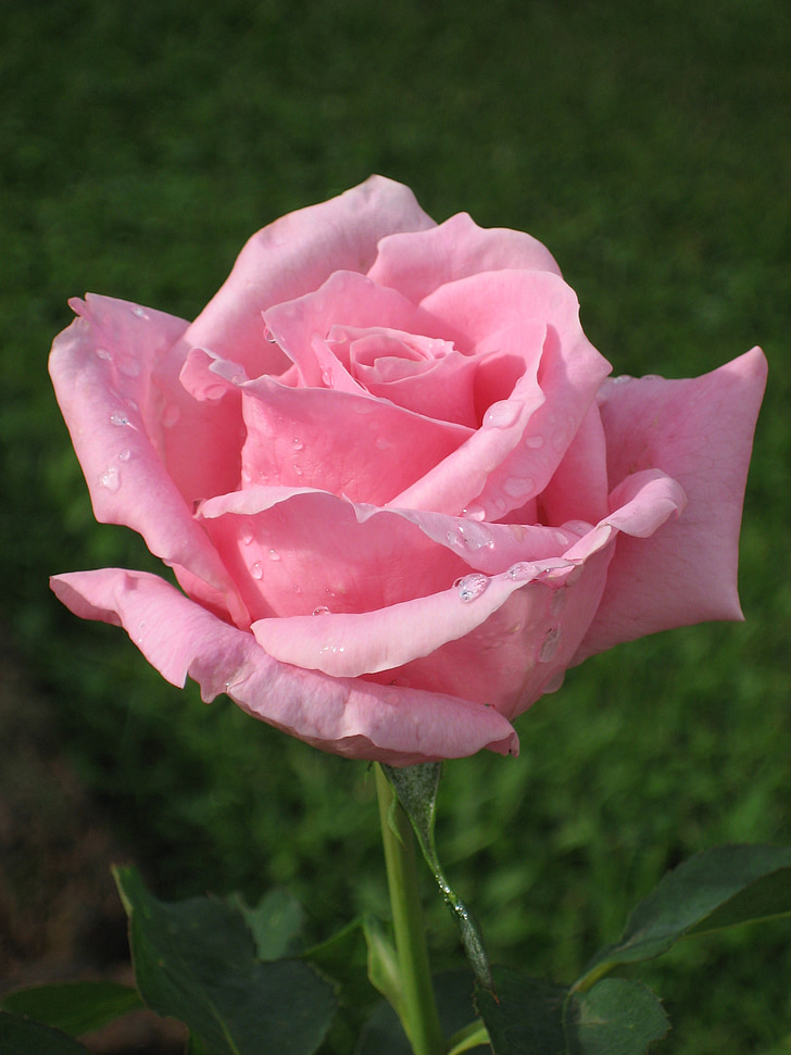 ökade, Rosa, Thailand, trädgård, blomma, Bloom, Blossom