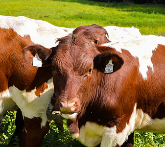 vacas, hierba, marrón, Blanco, vaca, vaca marrón, suero de leche