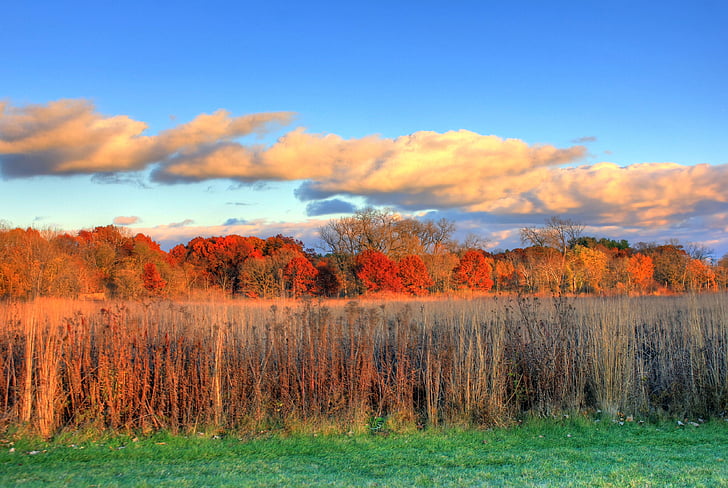 USA, Wisconsin, Madison, oblaky, stromy, Arboretum, jeseň