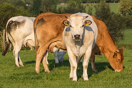 крави, едър рогат добитък, пасища, Селско стопанство, животни, Животновъдство, цветни