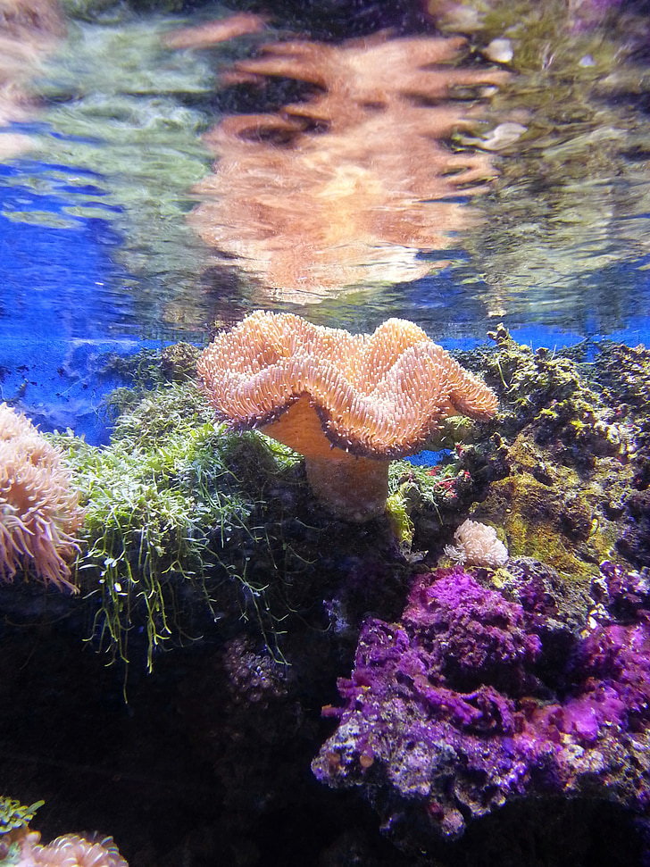 κοράλλι, κάτω από τη θάλασσα, στη θάλασσα, Ωκεανός, υποβρύχια, νερό, μπλε