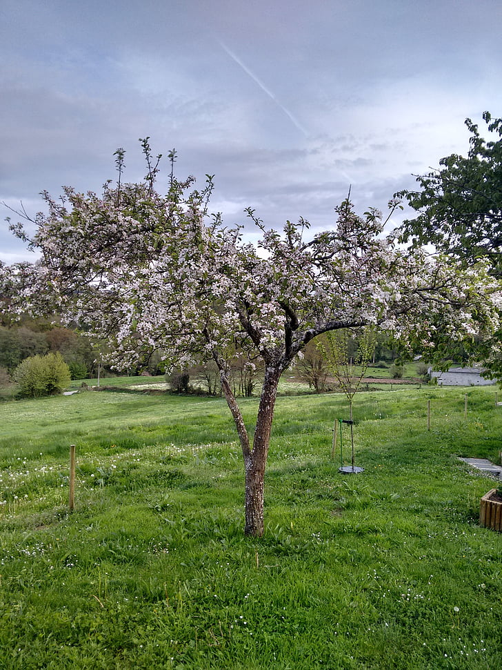 kwitnące drzewa, wiosna, Manzano