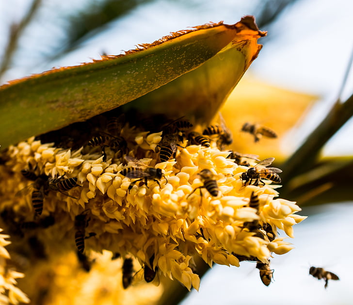 Palm blossom, lebah, mengumpulkan madu