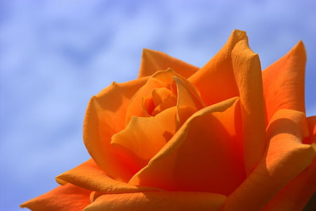 close, photo, orange, petaled, flower, beauty, flowers
