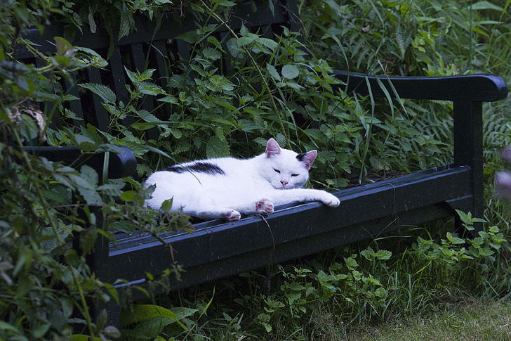 котка, katze, животни, домашен любимец