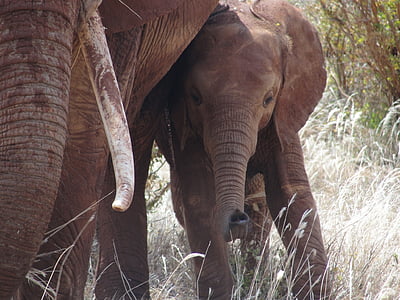 Safari, Kenia, elefante, vitello dell'elefante, Africa orientale