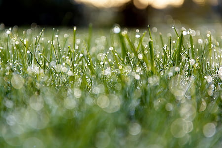 meadow, dew, morning, grass, green, nature, drop of water
