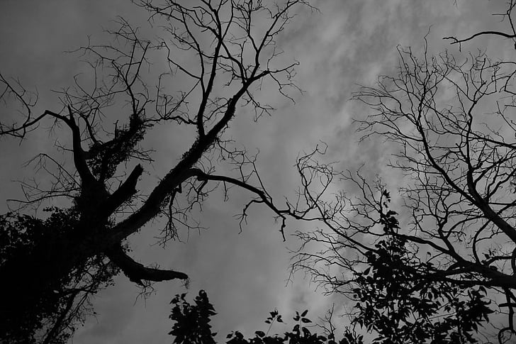 black and white, silhouette, tree, black, white, nature, branch