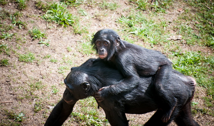 chimpancé, madre, niño, flora y fauna, Parque zoológico, África, salvaje