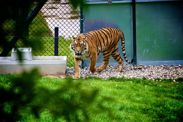 Тигър, животните, дива природа, Зоологическа градина, котка, бозайник, джунгла