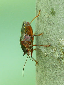 κόκκινο δέντρο κουτσές bug, bug, pentatoma rufipes, ζώο, Pentatomidae, κόκκινο πόδι, κόκκινο πόδια