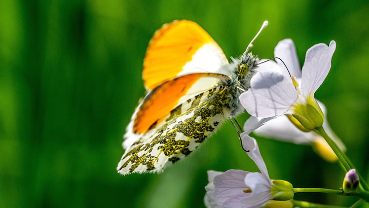 Motyl, roślina, owad, Natura, kwiat, Kolor, zwierząt