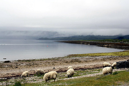 looma, lambad, nebelschleier, halb ilm fotograafia, Western highlands, Šotimaa, Ballachulish
