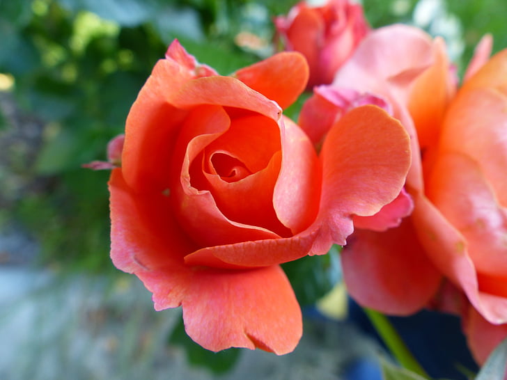 Rose, appel d’offres, Gentle, saumon, plante, épines, nature