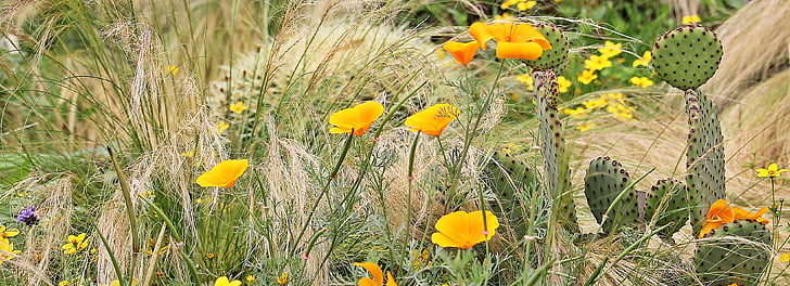 Eschscholzia californica, or coquelicot, Somnolent, mohngewaechs, fleurs, flore, plante