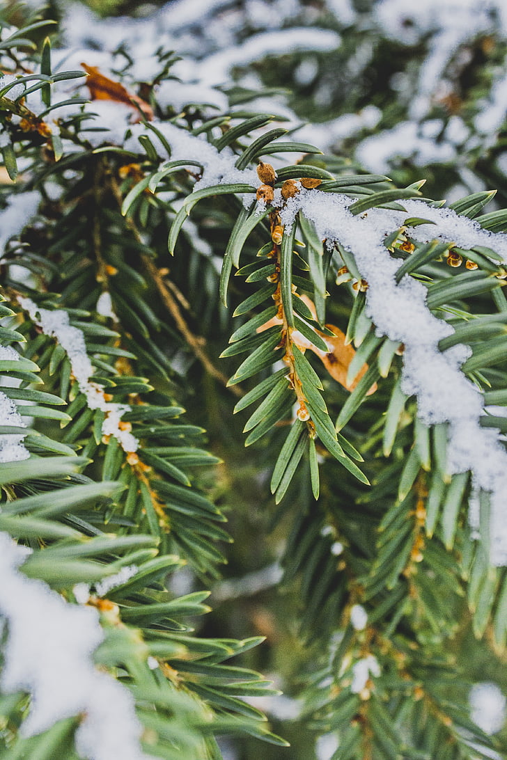 agujas, pino, invierno, nieve, verde, naturaleza, árbol