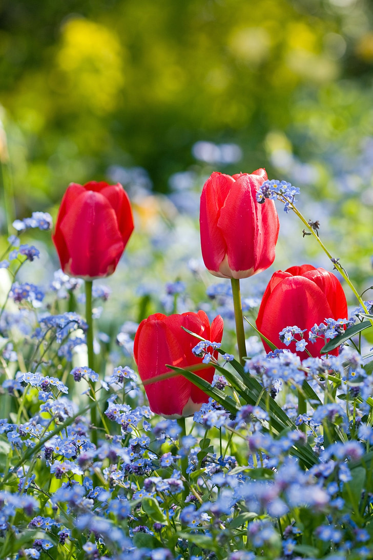 Tulip, tulbid, lill, lilled, lõosilm, forget-me-nots, punane