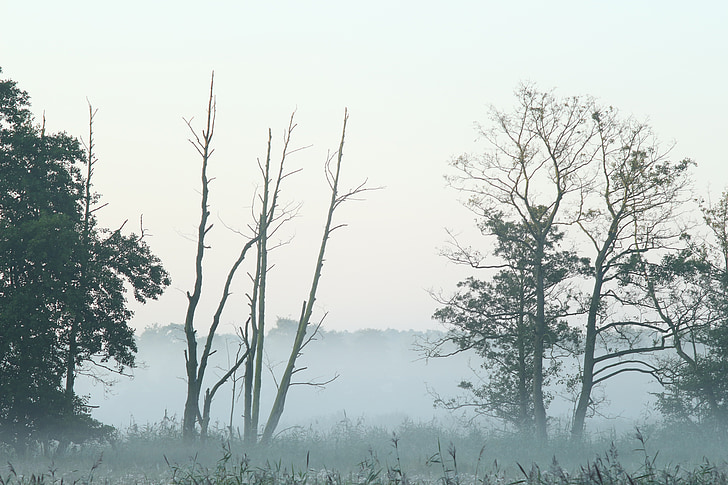 мъгла, Полша, сутрин, пейзаж, природата, ливада