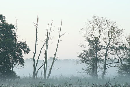 туман, Польша, утро, пейзаж, Природа, Луг