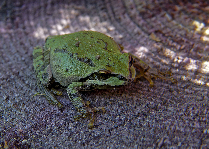 zelena, drevesna žaba, žaba, dvoživk, drobne, živali, makro