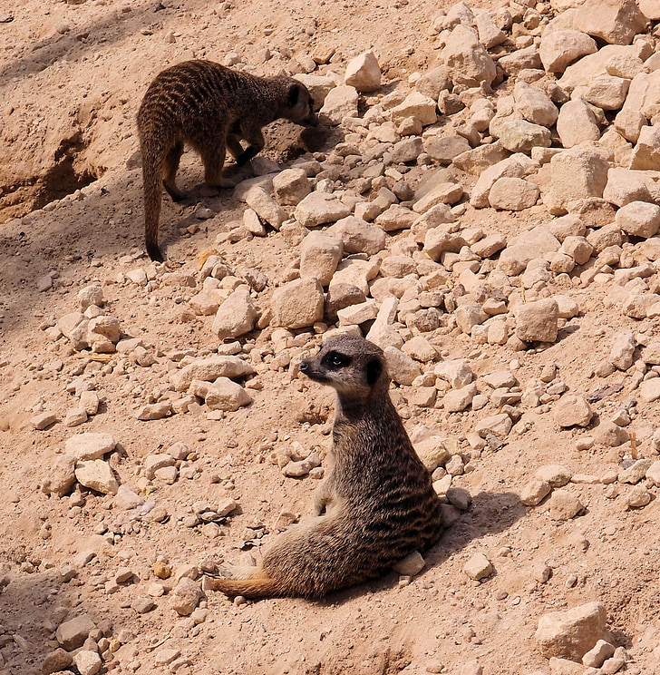 meerkat, animal, wildlife, nature, wild, relaxing, captivity