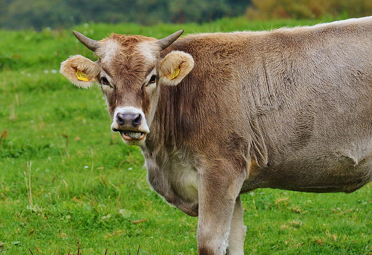 krowa, Allgäu, krowy, ładny, od przeżuwaczy, Bydło mleczne, pastwiska