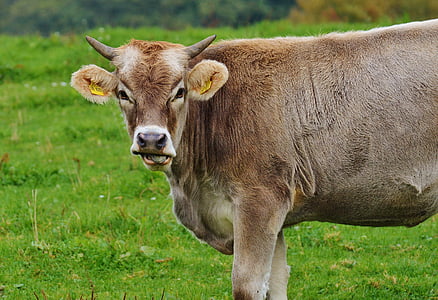 lehmä, Allgäu, lehmät, Söpö, märehtijöiden, lypsykarja, laidun