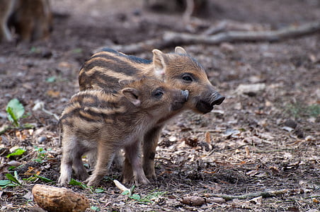 little pig, wild boars, spring, wild, wild boar, sow, mammal