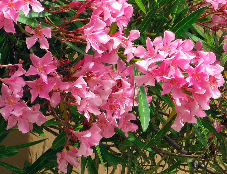 korzikai, Oleander, növény, mediterrán