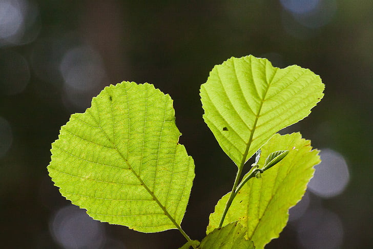 Leaf, Zelená, letné, Forest, detail, bokeh, rastlín