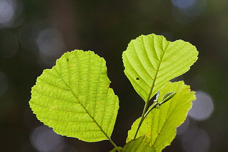 Leaf, zaļa, vasaras, meža, detalizēti, kadriem, augu