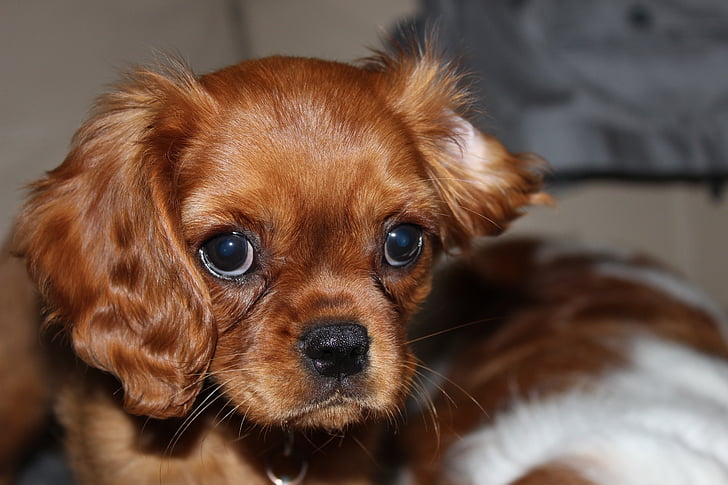 spaniel, cavalier, dog, cute, adorable, purebred, brown