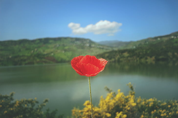 red, petal, flower, bloom, trees, mountain, lake