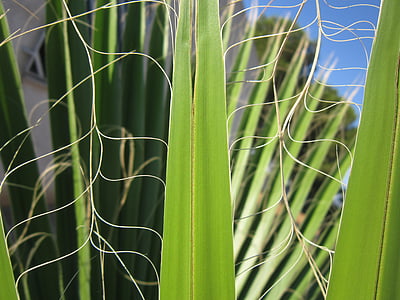 Palm, Leaf, zaļa, struktūra, palmu lapu, ventilators palm, zars