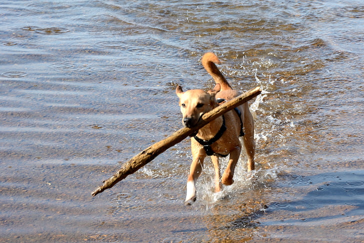 retrieve, dog, brown, young dog, quadruped, play, great