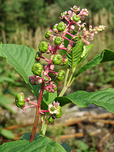 Phytolacca americana, Phytolacca américain, phytolaque, fleurs sauvages, Inflorescence :, bourgeons, flore