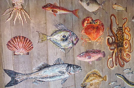 hal, tengeri állatok, meeresbewohner, vizet lény, víz alatti világ, állatok, színes