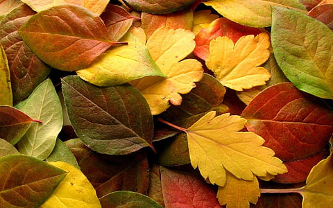 ősz, levelek, természet, lehullott levelek, sárga, repülő, erdő