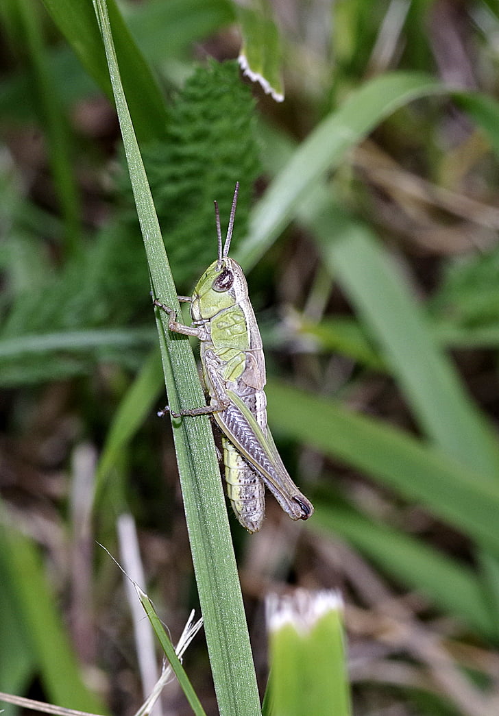 grote viridissima, groen, insect, gras, antennes, macro, -stap-springen