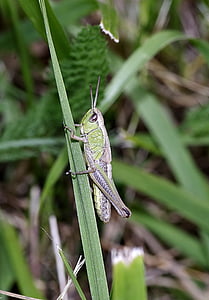 kobylka viridissima, Zelená, hmyzu, tráva, tykadlá, makro, skok