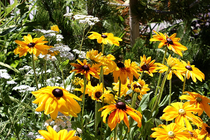 flor, Black-Eyed susan, Susan, sequía, naturaleza, Rudbeckia, verano
