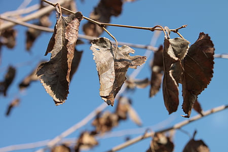 dried, leaves, mulberry, trees, autumn, health, plants