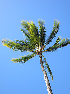 Palm, pohon, biru, langit, alam, musim panas, pohon palem
