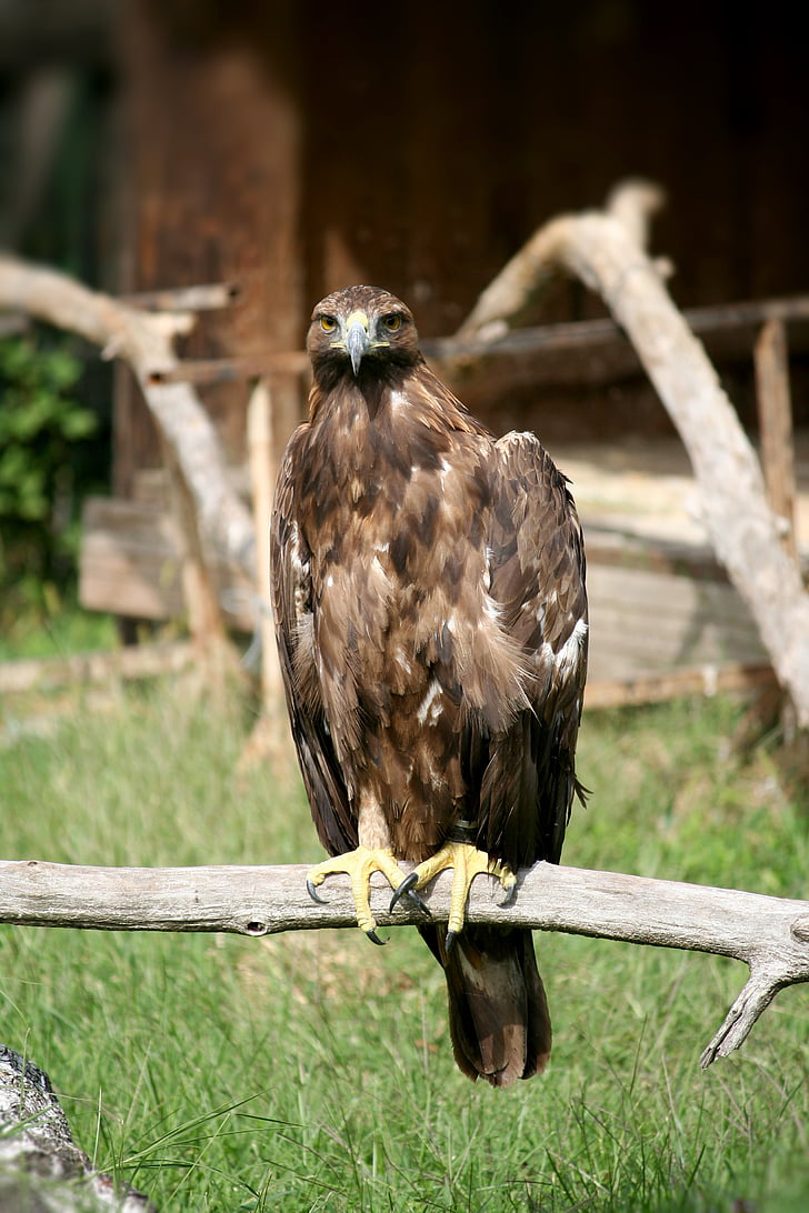 Aquila, predátor, peří, kterým se, dravý pták, sokolnictví, Příroda