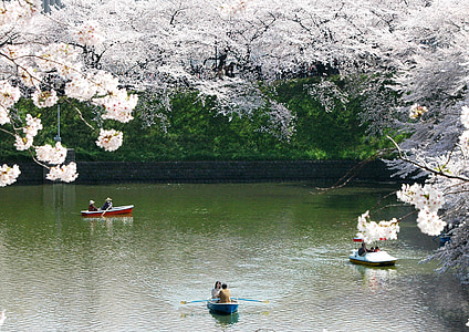 Chidori es las flores de cerezo, orillas de imperiales, primavera en Japón, Río, árbol, naturaleza, Lago
