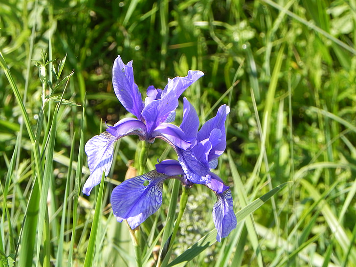 Iris, kvet, Alpine, Flora, Alpská kvetinová