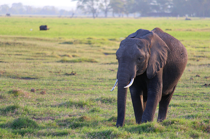 Elefant, Amboseli, Wiese