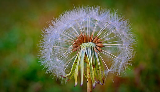 dandelion, flying seeds, flower, nature, plant, pointed flower, wild plant