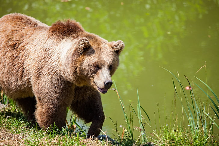 dyr, Bjørn, Nuttet, lodne, græs, grizzly bear, natur