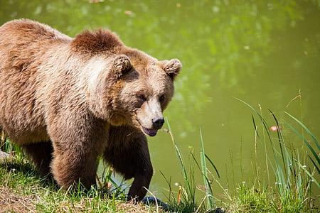 állat, medve, cuki, szőrös, fű, grizzly medve, természet